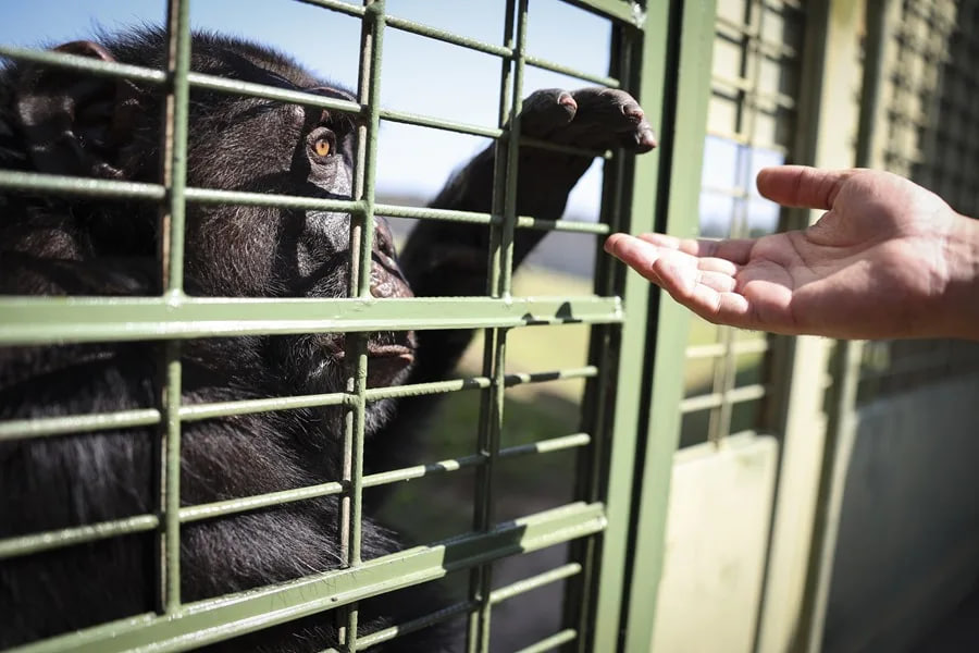 Yoko, el último chimpancé en cautiverio en Colombia, da sus primeros pasos en Brasil