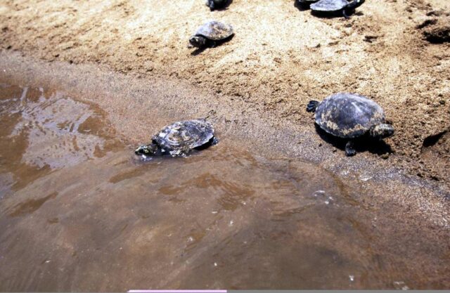 Derrame de petróleo afecta golfo de Paria