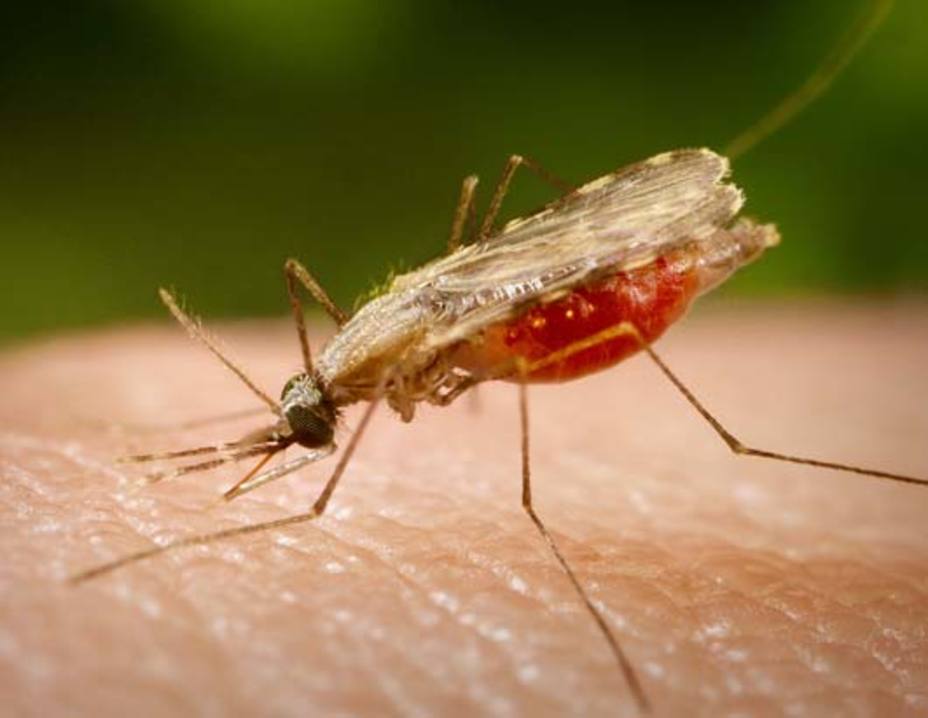 autoridades-desconocen-cifra-muertes-por-malaria-anzoategui_207004.jpg