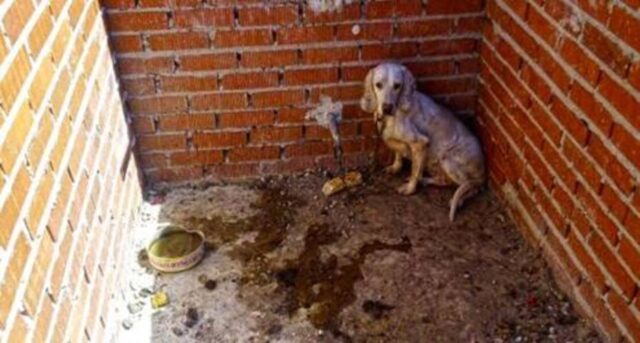 Yo amo a los perros, ¿tienen derechos los animales?