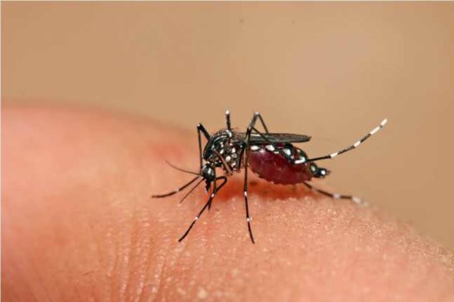 infectologa-advirtio-sobre-posible-brote-dengue-zika-chikunguya_257884.jpg