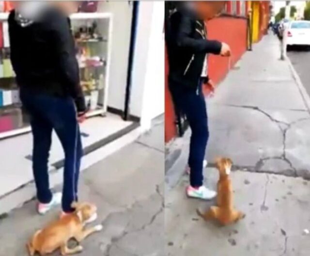 Video de una joven pateando y arrastrando a un perro se hizo viral