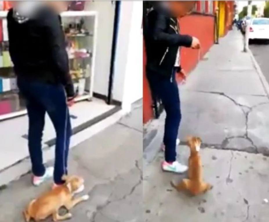 video-una-joven-pateando-arrastrando-perro-hizo-viral_267186.jpg