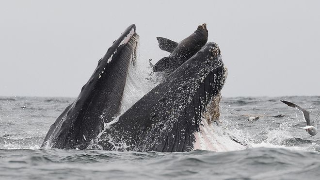 ballena