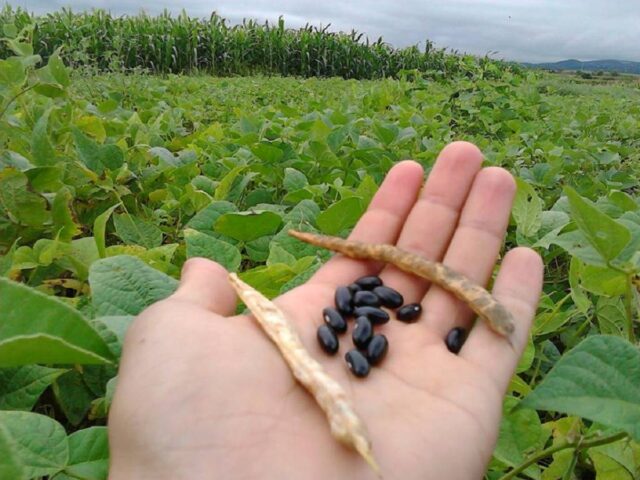 Sector agrícola demandó políticas agroalimentarias sensatas