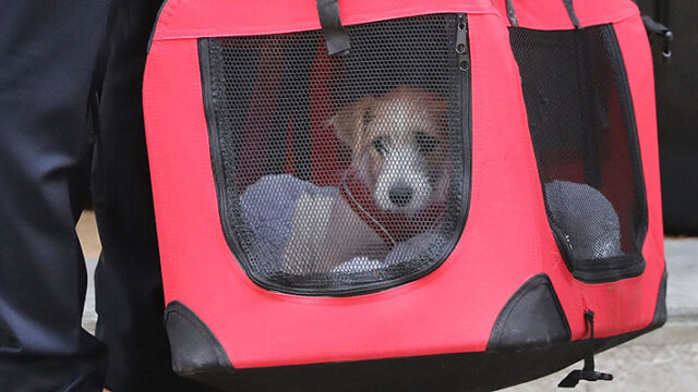 Boris Johnson adoptó un cachorro para la residencia oficial