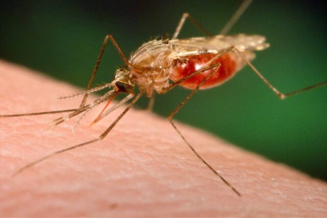 Bahamas confirma su primer caso de malaria en más de 10 años