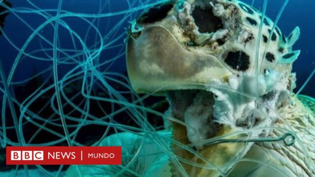 La impactante imagen de una tortuga muerta enredada en un cordel de pescar que ganó un premio de fotografía