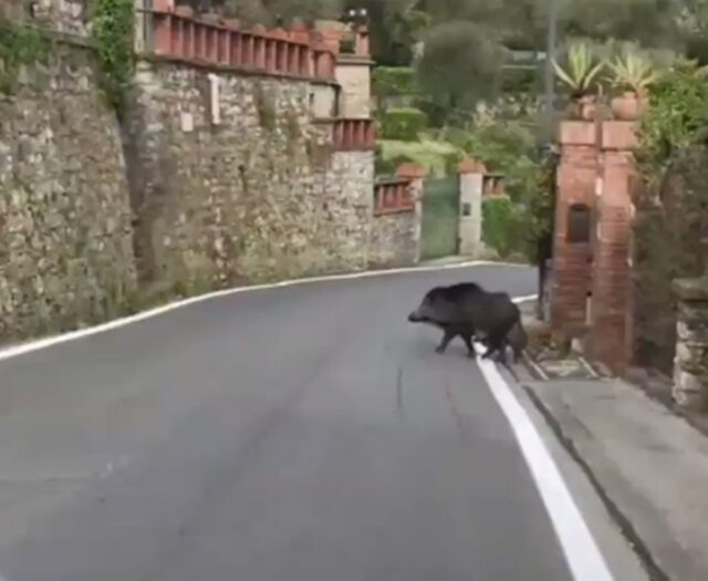 [VIDEO] Jabalíes aprovechan la soledad de las calles de Italia para pasear por ellas