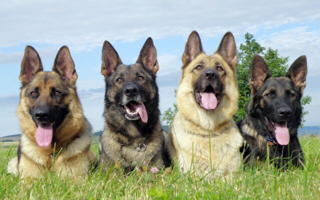 Científicos entrenarán perros para detectar el coronavirus
