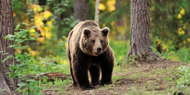 [VIDEO] Calles desiertas en España atrajeron a un oso pardo en plena pandemia del covid-19
