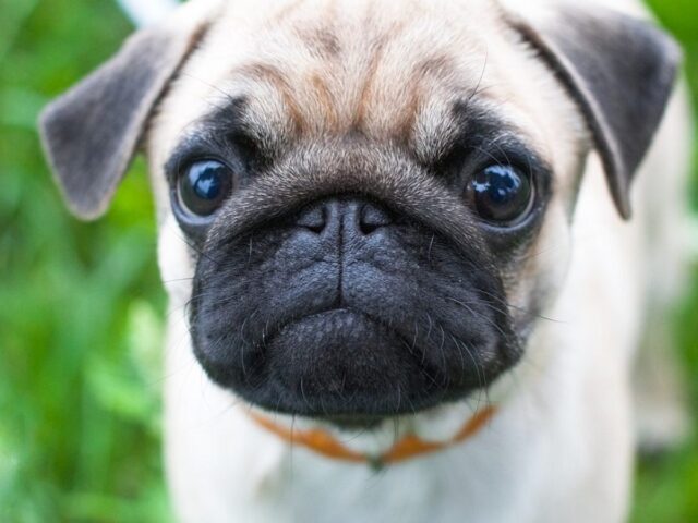 Un perro pug es el primero en Estados Unidos en contraer coronavirus