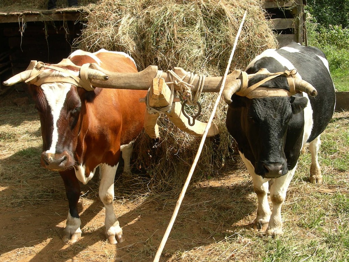 Yunta de bueyes: La solución de los agricultores en Mérida ante la escasez de combustible