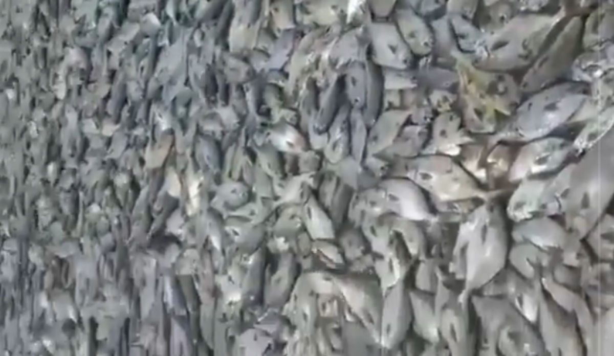 pescados
