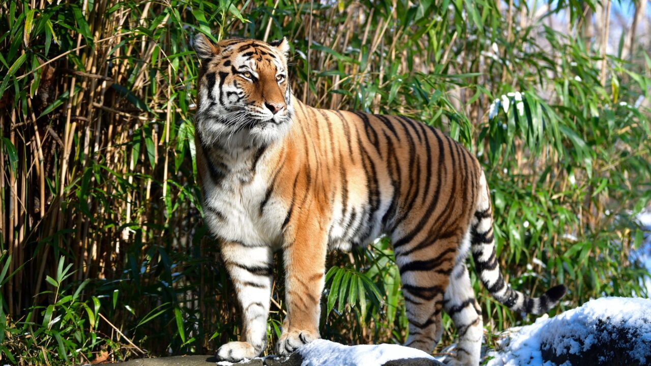 Trabajador atacado por tigre en zoológico de Florida puede enfrentar cargos