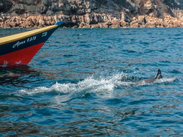 La cautivadora manada de delfines que sorprendió a un grupo de pescadores en Mochima