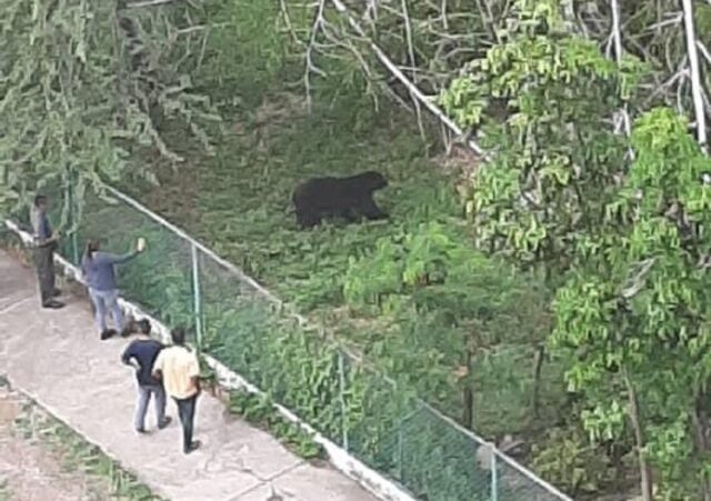 Oso frontino se escapó de su zona de cautiverio en el Parque Bararida de Barquisimeto