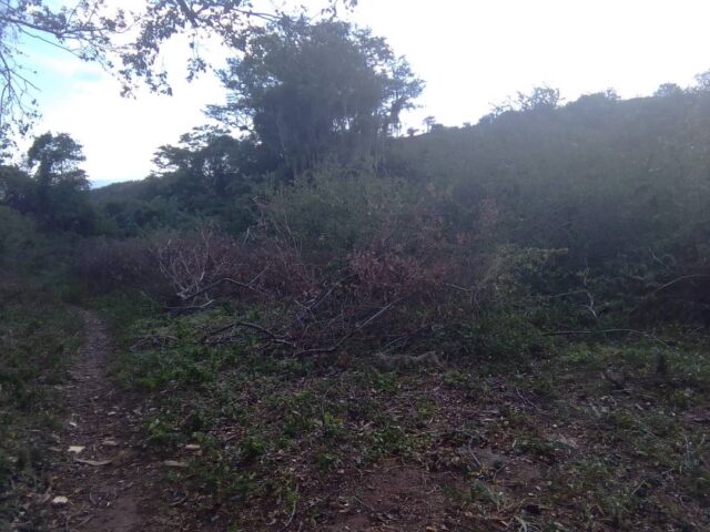Denuncian que se acrecienta la tala de árboles en Táchira por falta de gas doméstico