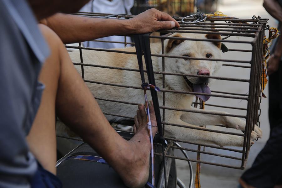 Consumo de perros en China