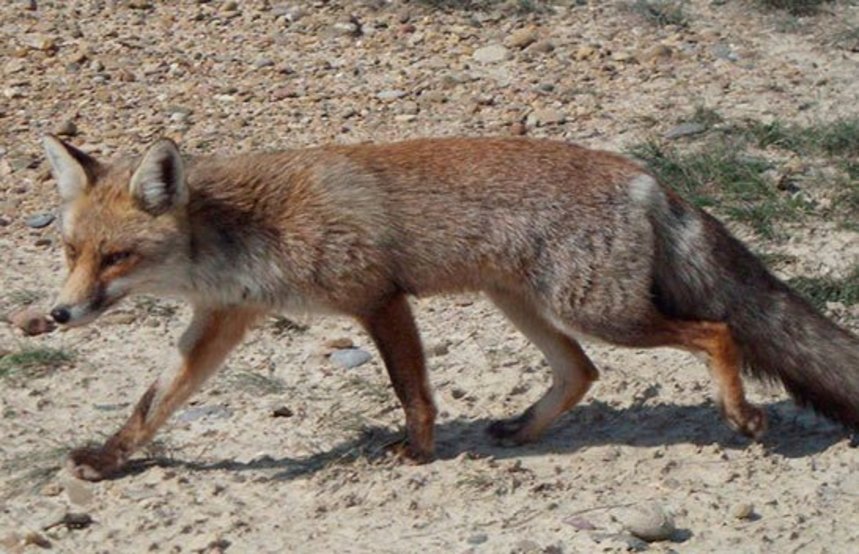 zorro (2)