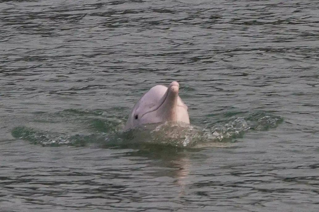 Delfines rosados