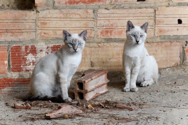 Hallaron un centenar de gatos muertos en casa de un jubilado en Francia