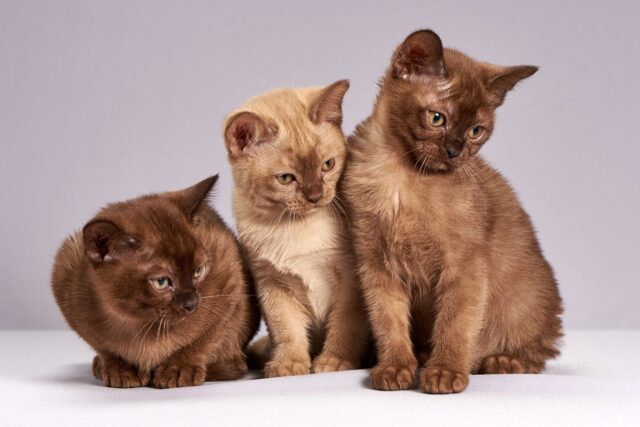 Terapia con gatos: cómo nos ayuda su ronroneo  a sobrellevar el estrés y la tristeza