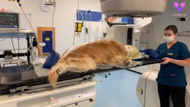 Dos años después del diagnóstico, Claude, un Golden Retriever, celebra el final de su tratamiento de radioterapia