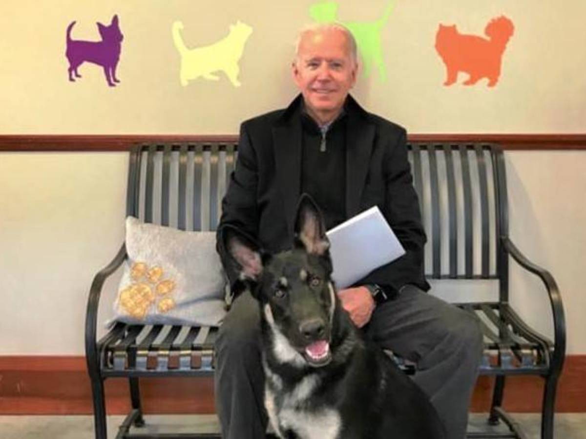 Perro Biden