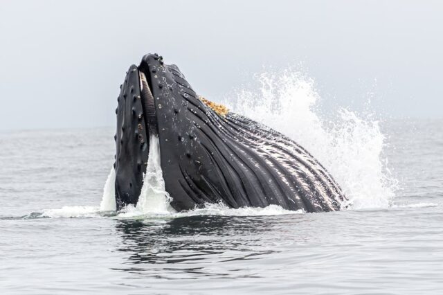Dos mujeres estuvieron a punto de ser devoradas por una ballena en California