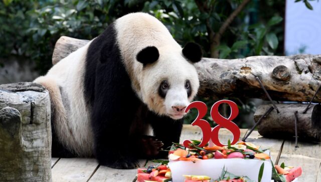 Murió Xin Xing, la osa panda más vieja del mundo