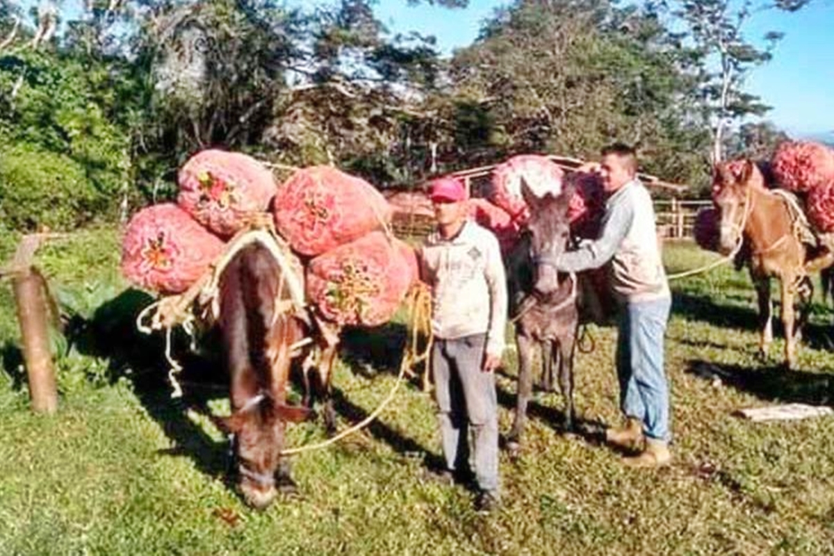 Productores mulas gasolina
