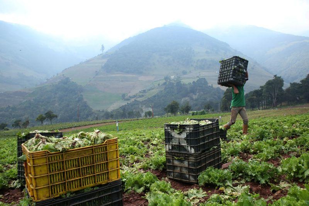 productores agricolas
