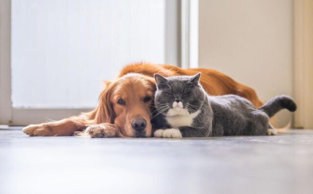 ¿Para qué sirven los microchip para perros y gatos?