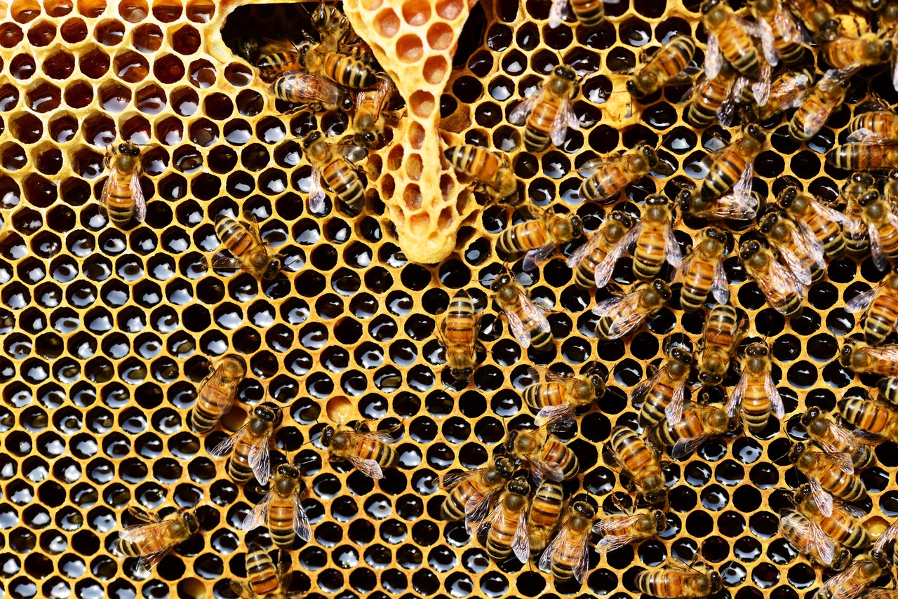 pexels-pixabay-abeja