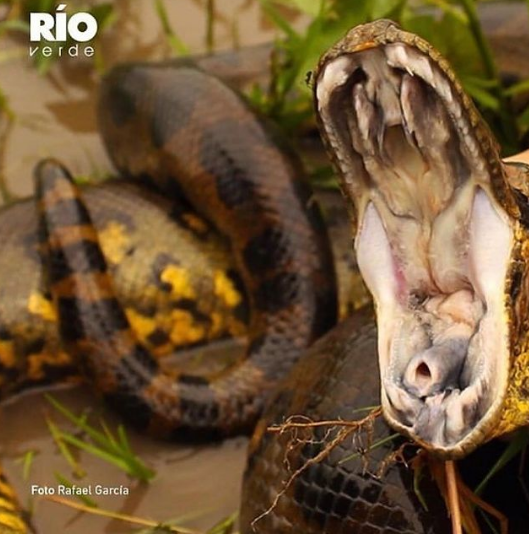 Anaconda, la madre de las aguas