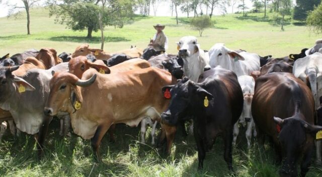 20% del consumo nacional de carne y leche resultó afectado por las fuertes lluvias