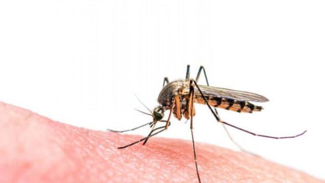 En Bolívar se han registrado 56.273 casos de malaria en lo que va de 2021
