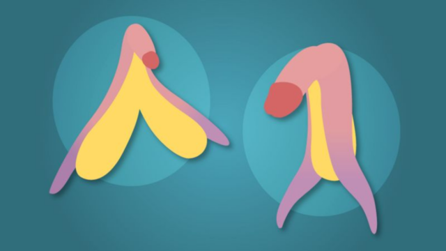 Salud sexual: cómo es realmente el clítoris (y las asombrosas similitudes que tiene con el pene)