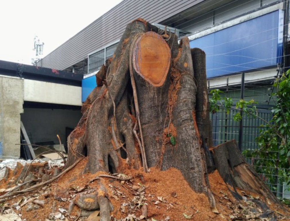 árboles Caracas