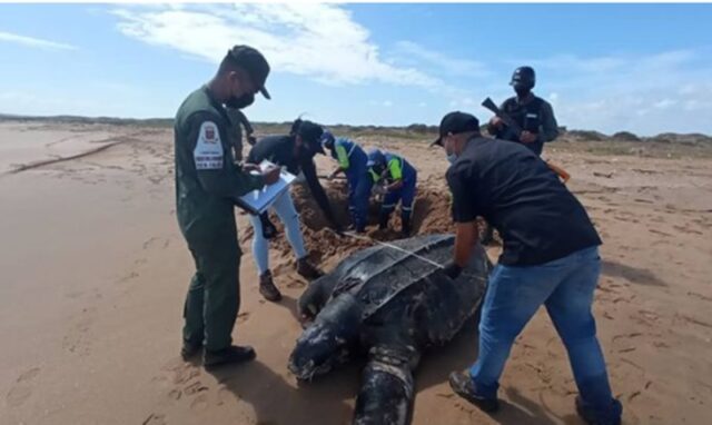 Hallaron cadáver de una tortuga gigante en playa de Falcón