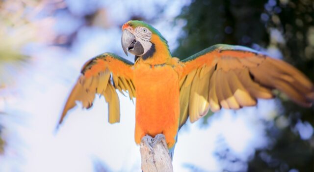Provita promueve campaña contra el tráfico ilegal de aves silvestres