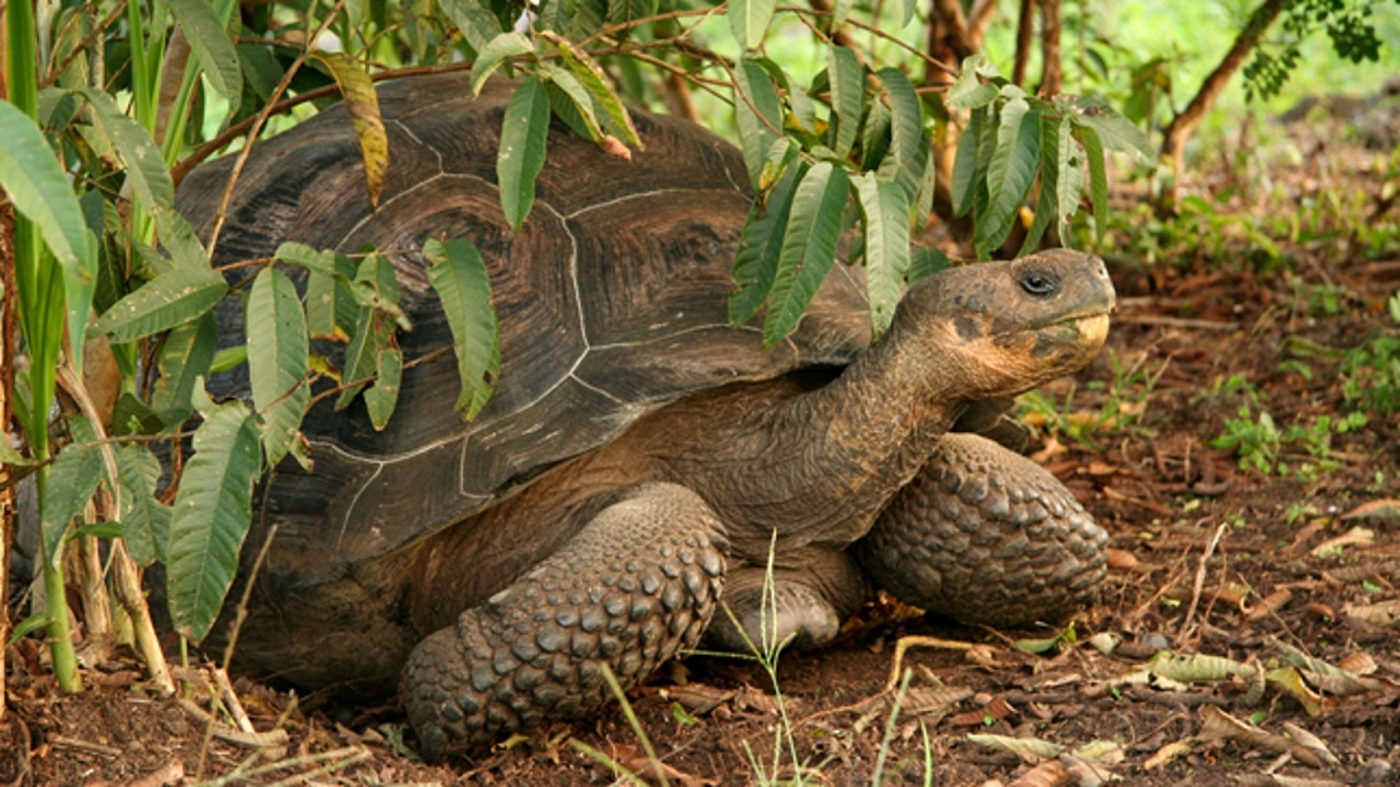 virus tortugas gigantes