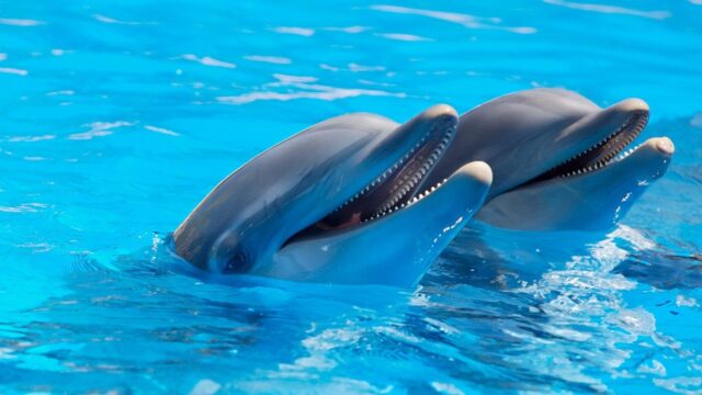 Los delfines crean grandes alianzas como los humanos