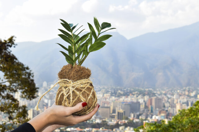 SweetPlant: jardinería 100% orgánica para los amantes del diseño y la decoración