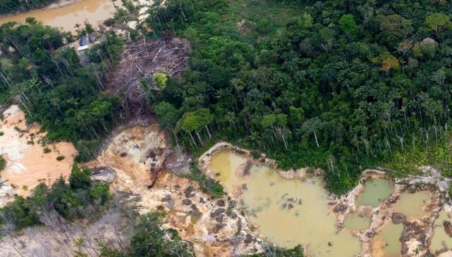 Clima21: Venezuela es el país con mayor pérdida de bosques en la región amazónica
