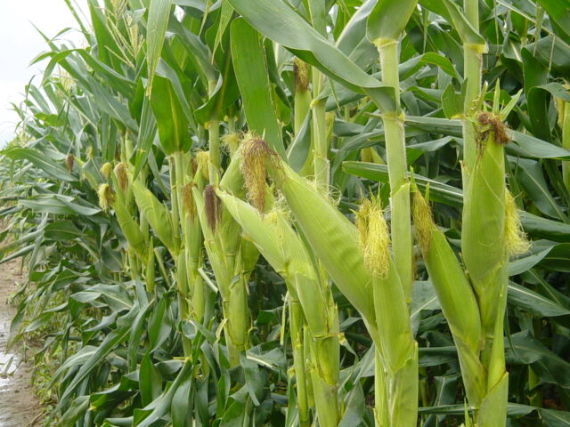 El 20% de cultivo de maíz en Venezuela se perdió por las lluvias, según agrónomos
