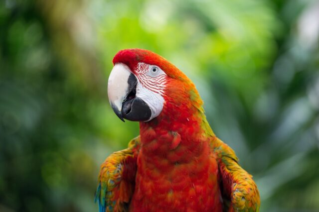 Caracas entre las capitales del mundo con más especies de aves, según universidad neoyorquina