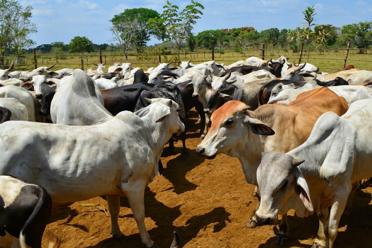 Feproagro Bolívar plantea recuperar producción agropecuaria y avanzar hacia la erradicación de la fiebre aftosa