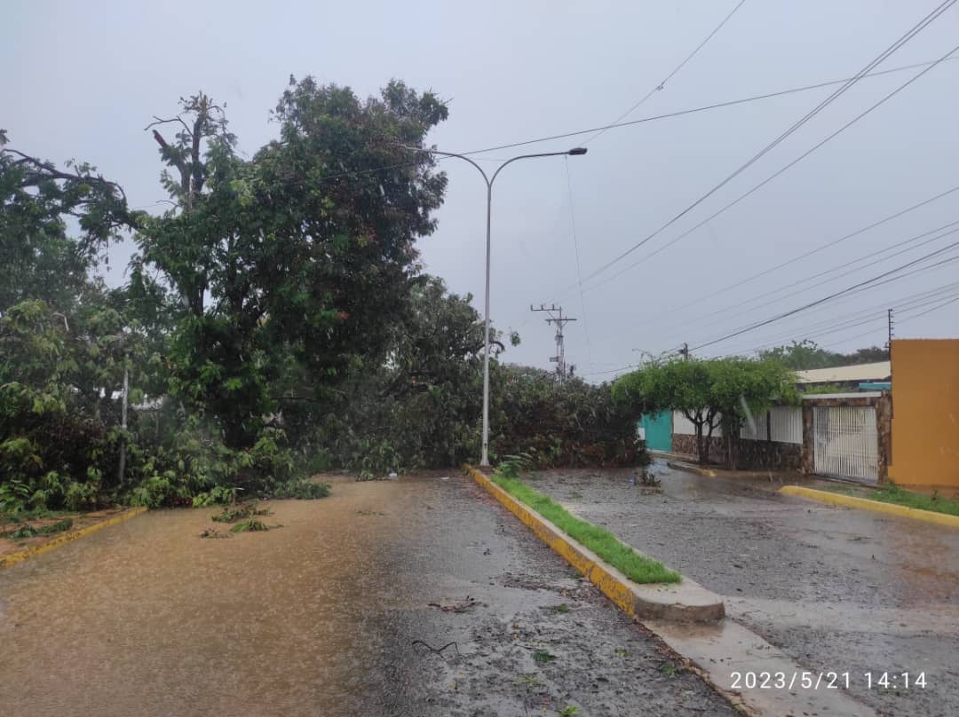 Lluvias provocaron desbordamientos de ríos, inundaciones y árboles ...